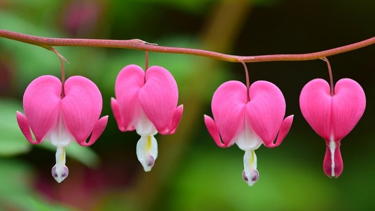 Bleeding Heart Flower: Meaning, Symbolism, Colors & Care